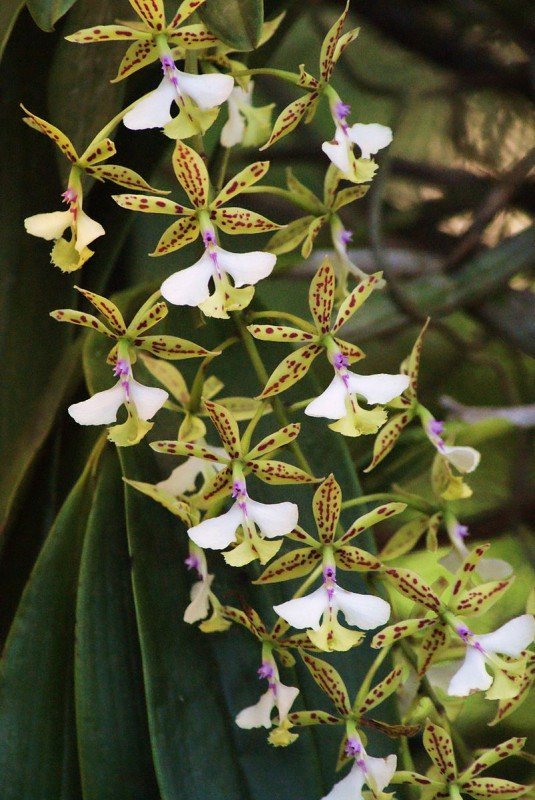 Epidendrum stamfordianum
