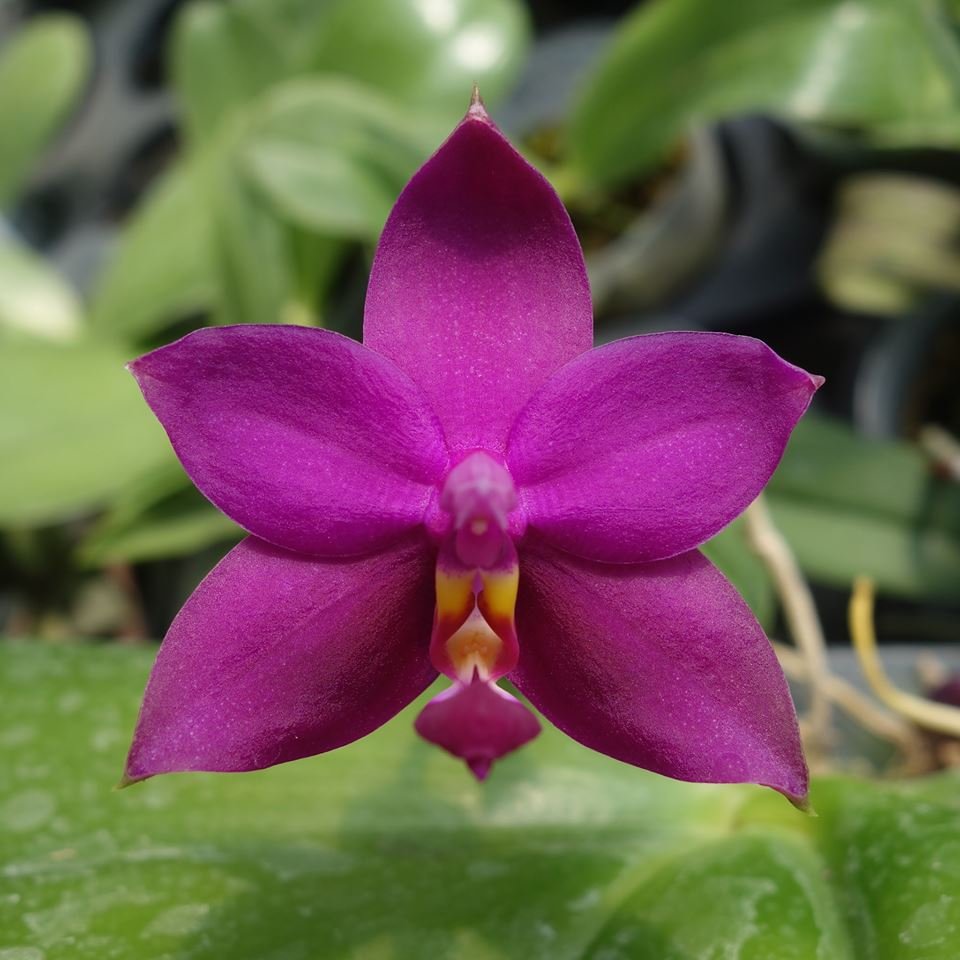 Phalaenopsis violacea Red