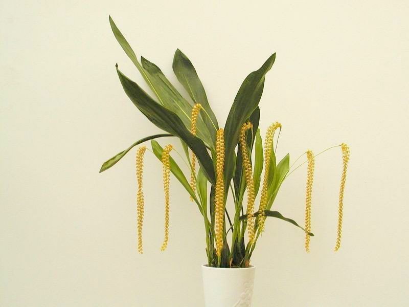 Dendrochilum magnum "Groß"