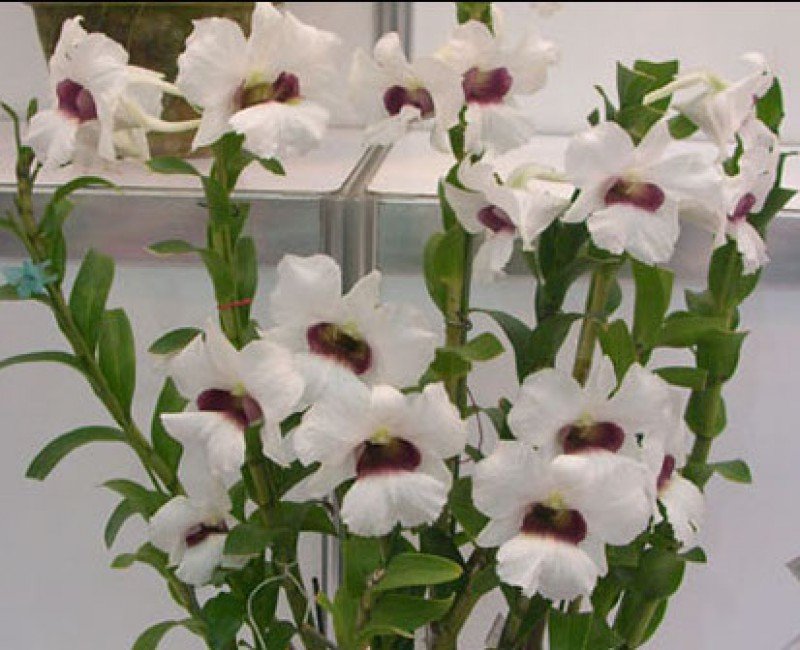 Dendrobium Thomas Wame