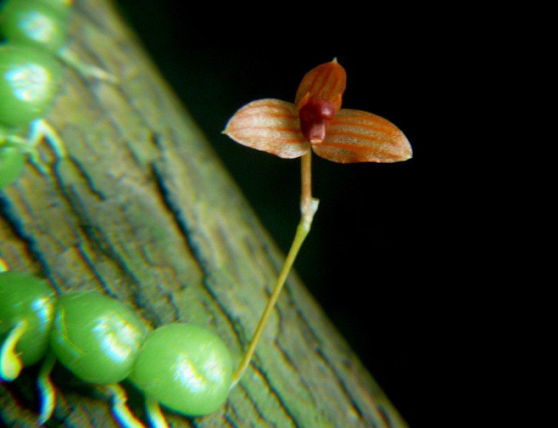 Bulbophyllum moniliforme