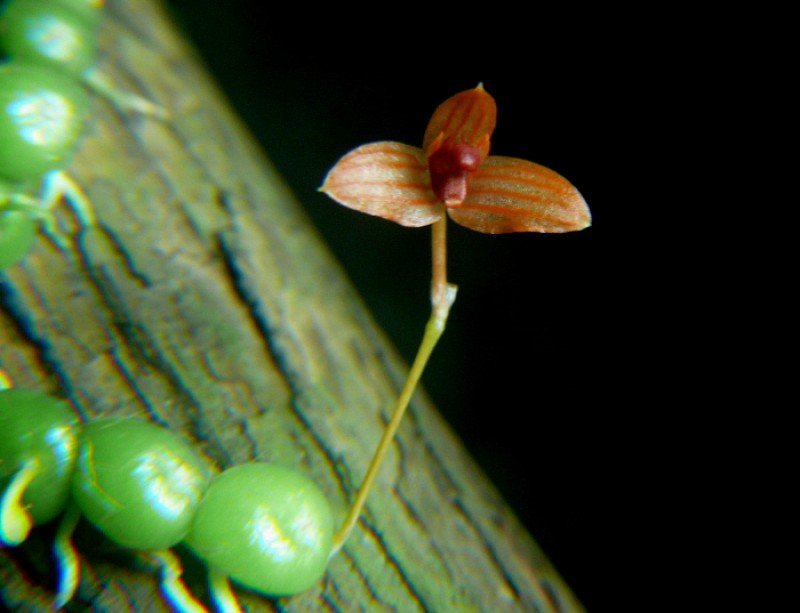 Bulbophyllum moniliforme