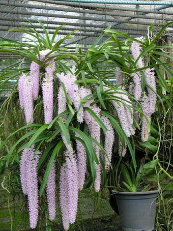 Rhynchostylis retusa