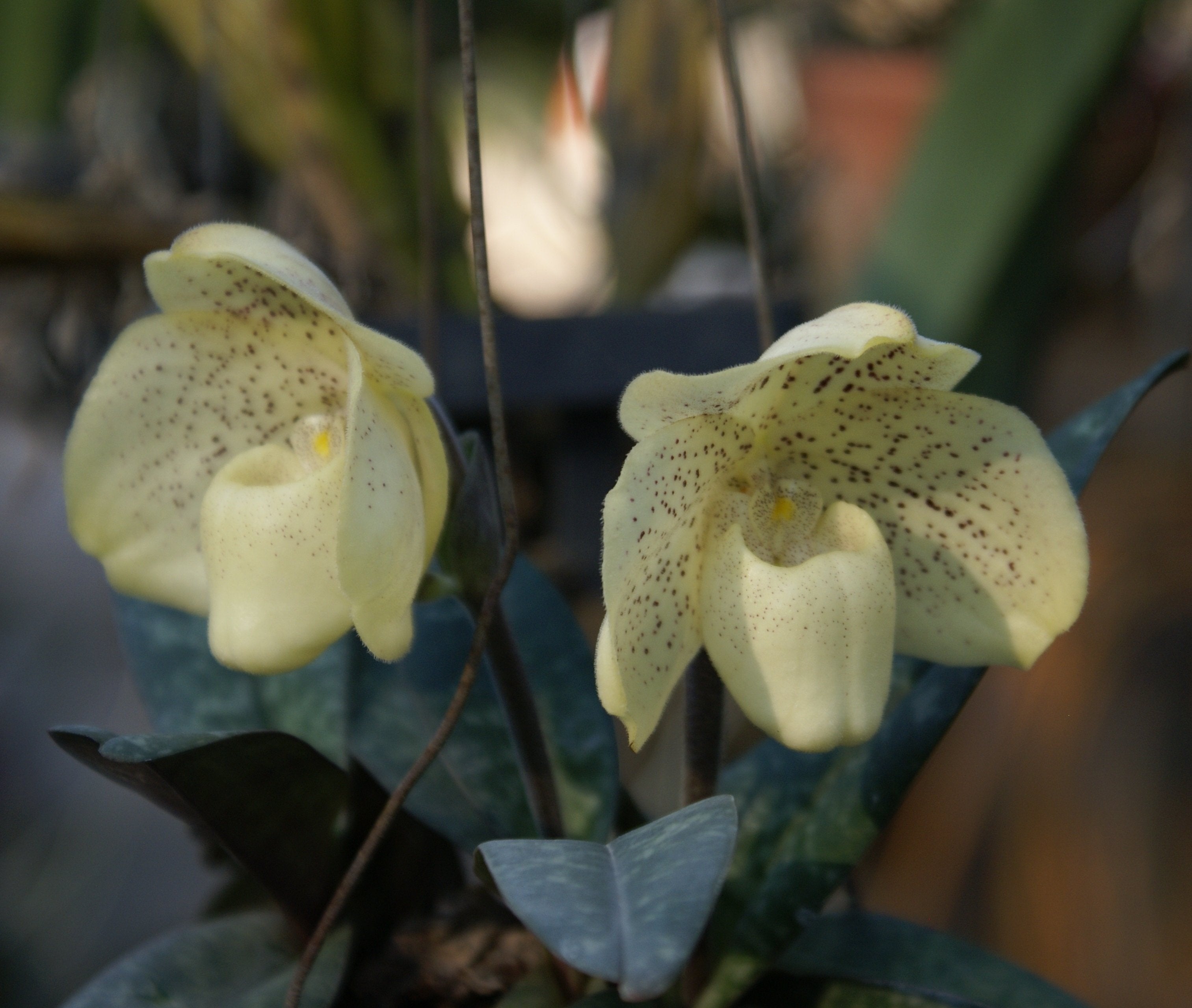 Paphiopedilum concolor "Big"