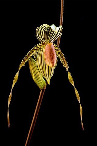 Paphiopedilum praestans x sib (''Shine and Glory'' x ''Five Magnifico'')
