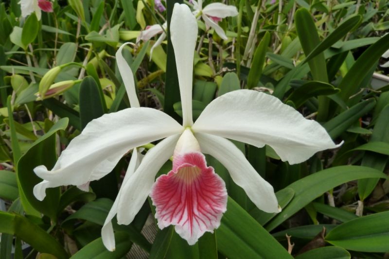 Laelia purpurata var. carnea