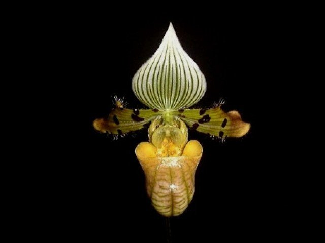 Paphiopedilum venustum