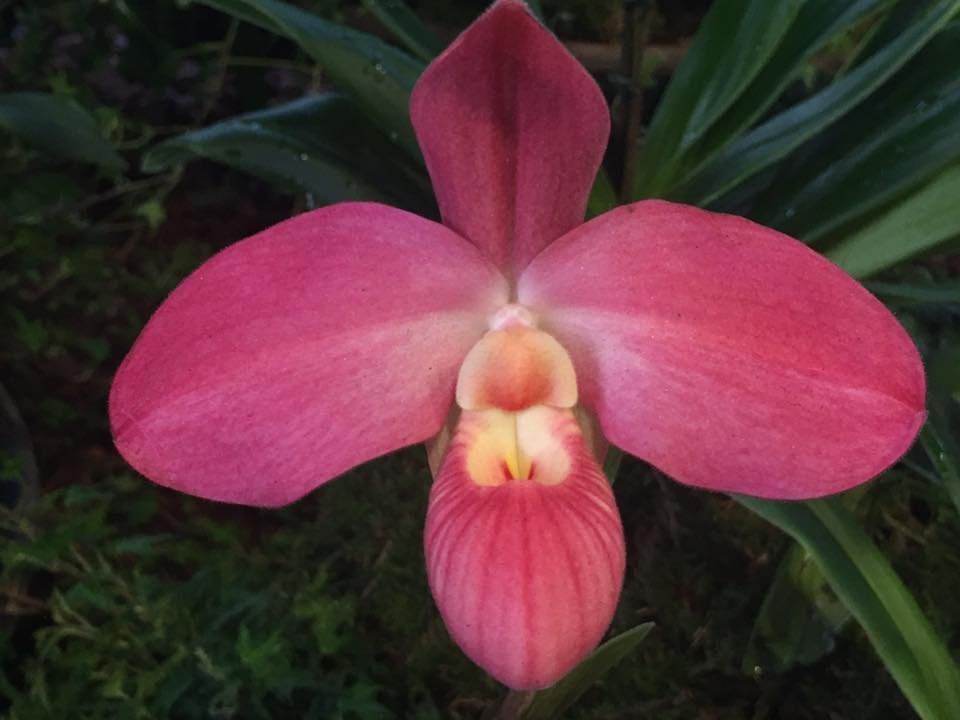 Phragmipedium Fritz Schomburg (Phrag. kovachii x Phrag. besseae) "Groß pflanze"