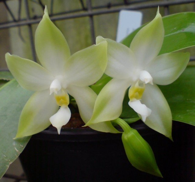 Phalaenopsis violacea var. alba
