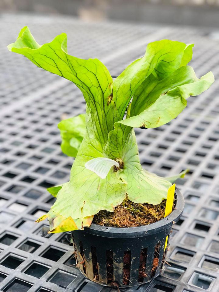 Platycerium Neptune (P. stemaria x P. elephantotis) ''Big Plant''