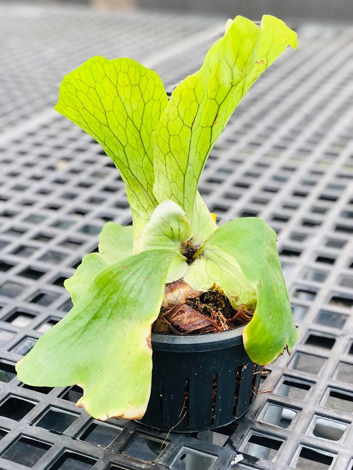 Platycerium Neptune (P. stemaria x P. elephantotis)