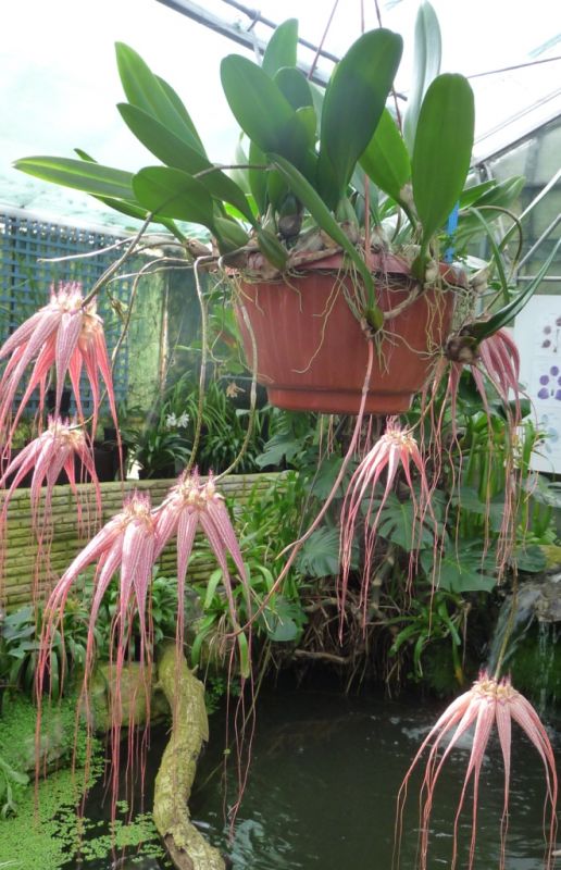 Bulbophyllum Elisabeth Ann Buckelberry (Small)