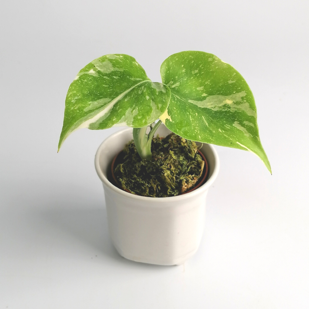 Monstera Thai Constellation "Baby Plant"