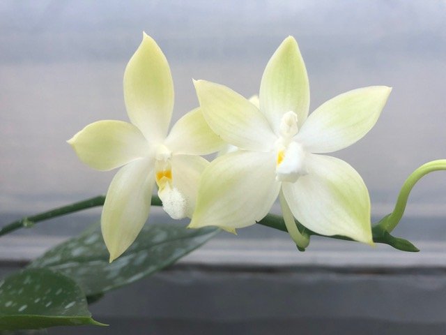 Phalaenopsis speciosa "Grün" Groß pflanze