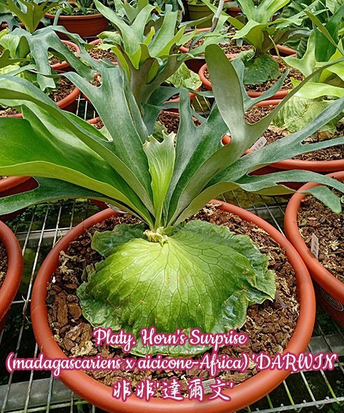 Platycerium Horn's Surprise (madagascariense x aicicone-Africa) "Darwin" (Small Plant)