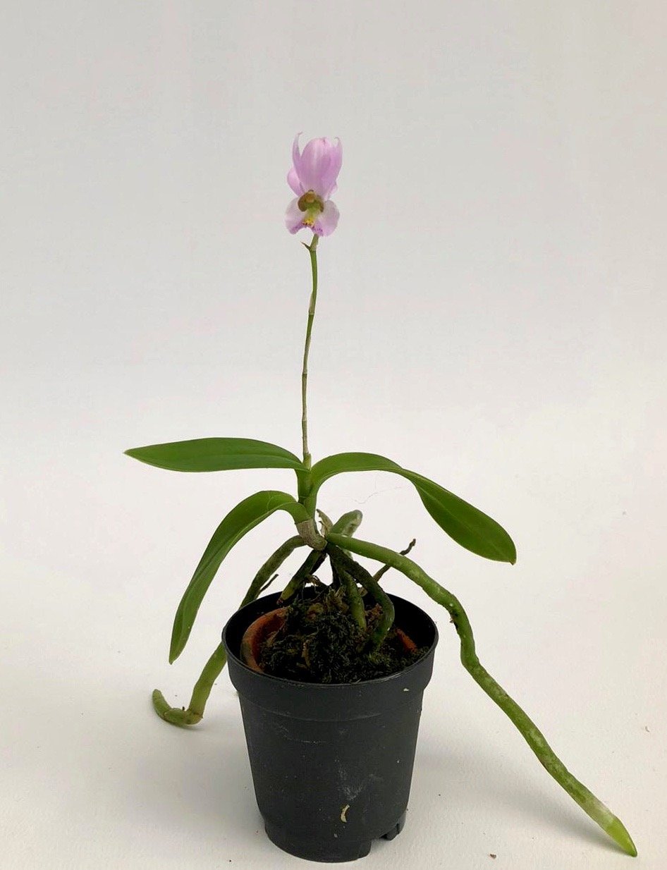 Barkeria whartoniana