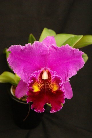 Blc. China Lady "Orchis" Groß pflanze