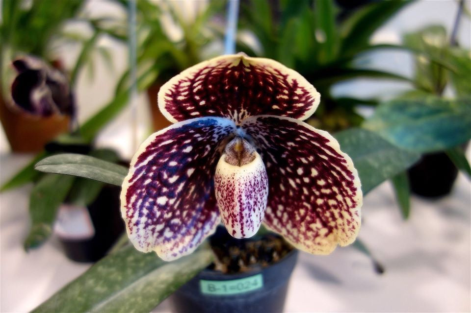 Paphiopedilum leucochilum (''Black'' x Dark 1#) Small