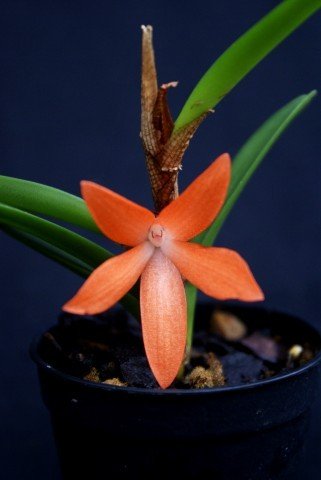 Ceratostylis rubra