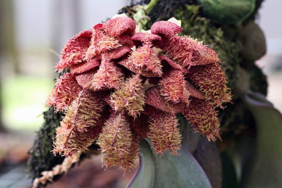 Bulbophyllum phalaenopsis variegata