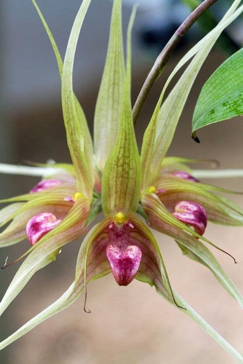 Bulbophyllum binnendijkii (Cutting 2 Leaf)