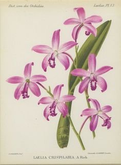 Laelia crispilabia