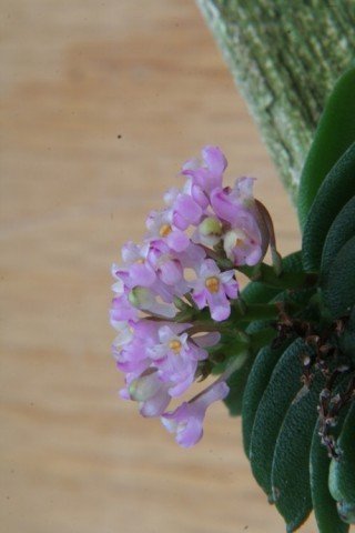 Schoenorchis fragrans