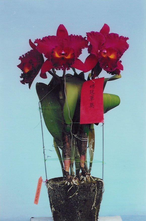 Blc. Sanyung Ruby "Grand Dragon" Groß pflanze