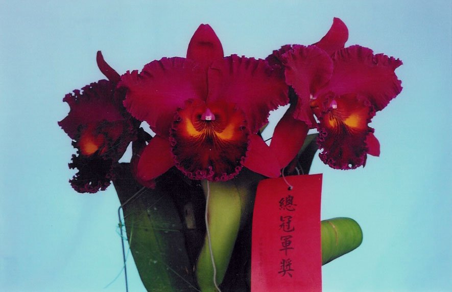 Blc. Sanyung Ruby "Grand Dragon" Groß pflanze