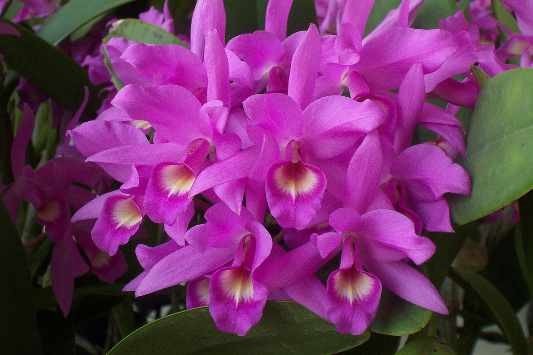 Cattleya skinneri (XXL Big)