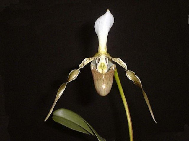 Paphiopedilum dianthum