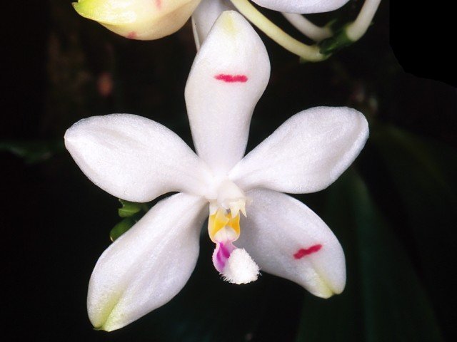 Phalaenopsis tetraspis