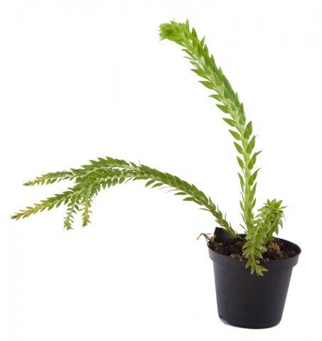 Lycopodium phlegmarioides