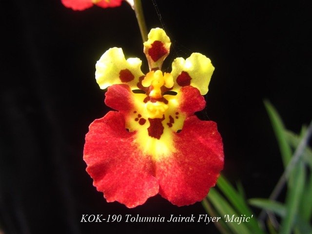 Tolumnia Jairak Flyer "Majic"