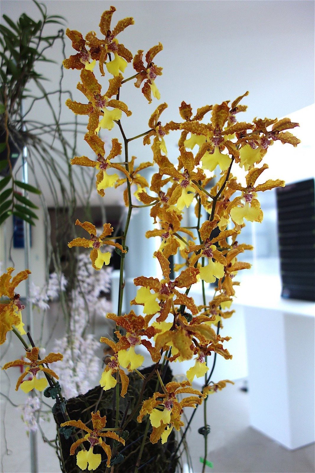 Oncidium Lillian Oka "Groß pflanze"