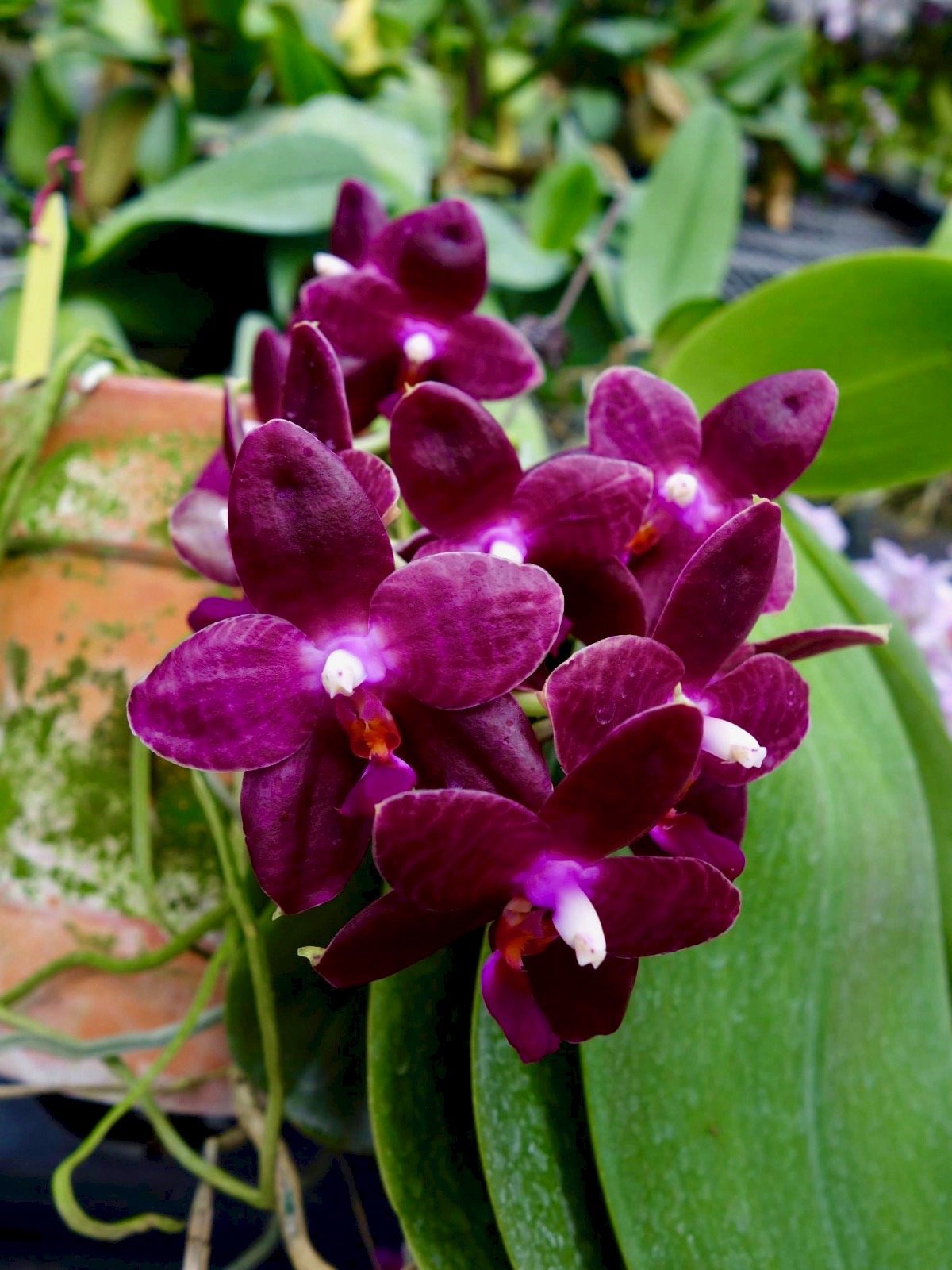 Phalaenopsis Red Jaguar