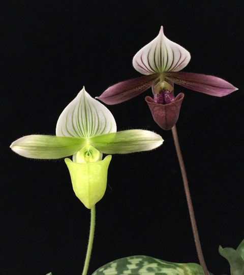 Paphiopedilum purpuratum x Paphiopedilum purpuratum alba