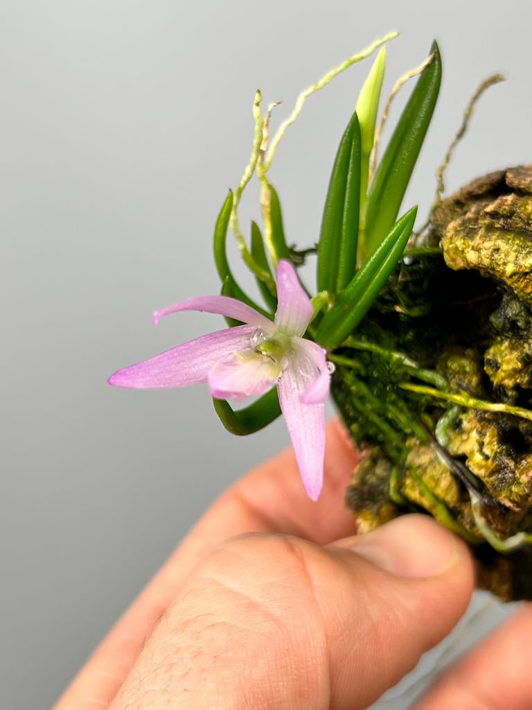 Leptotes unicolor