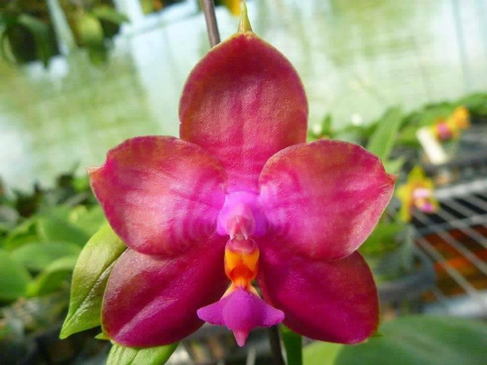 Phalaenopsis Miro Super Star "MO198"