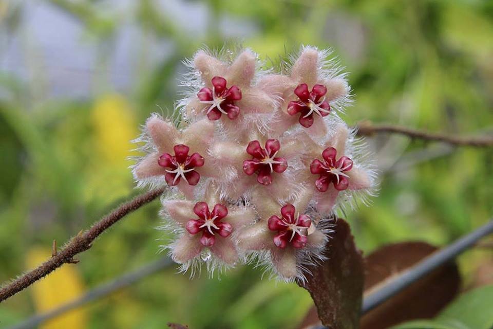 Hoya caudata "Silver Stains"