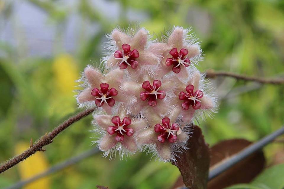 Hoya caudata ''Silver Stains''