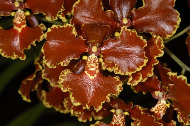 Oncidium forbesii