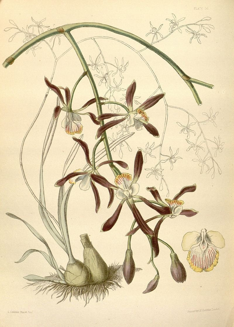 Encyclia alata