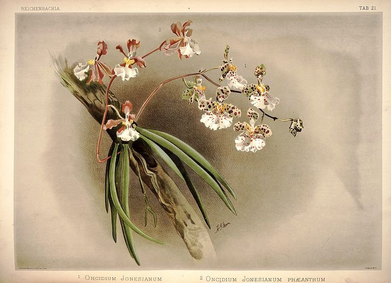 Trichocentrum jonesianum