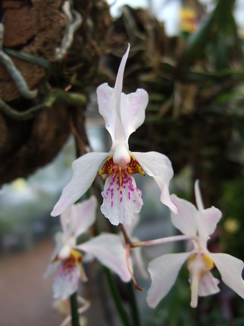 Holcoglossum wangii "Big Plant"