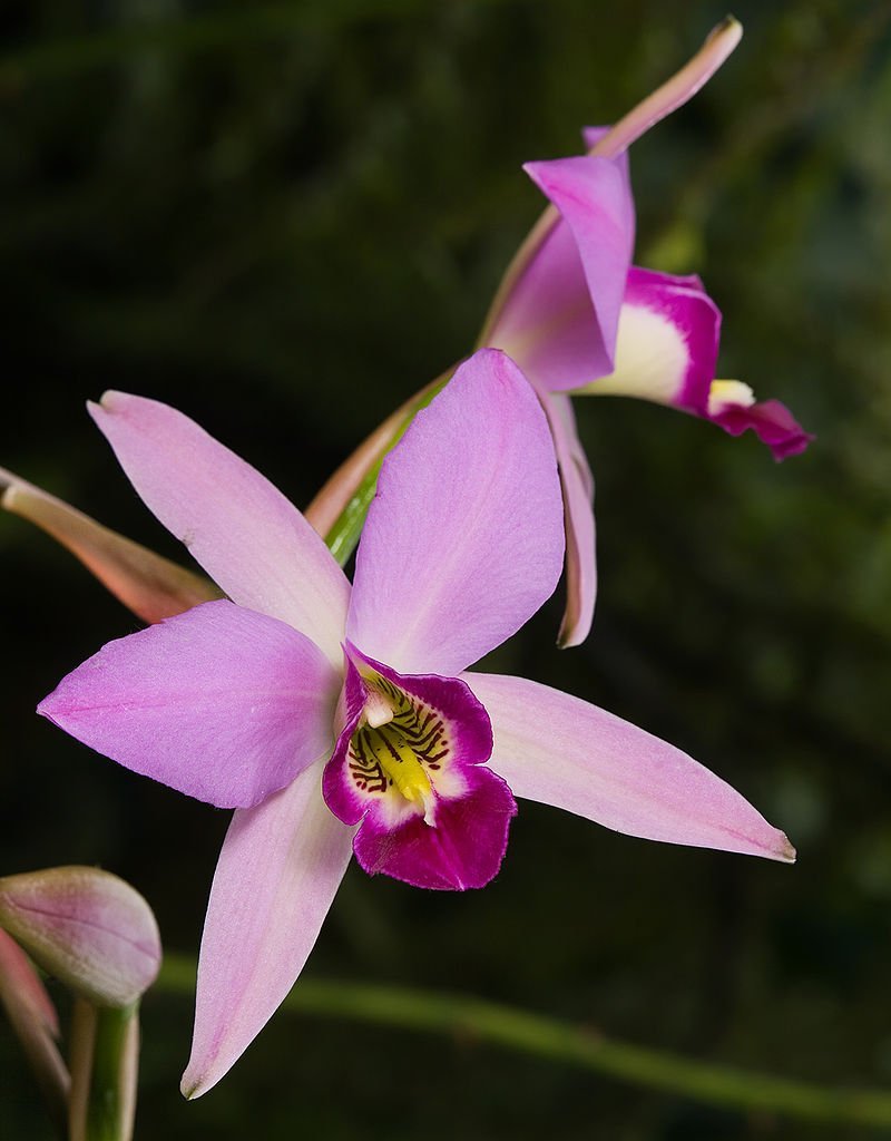 Laelia anceps
