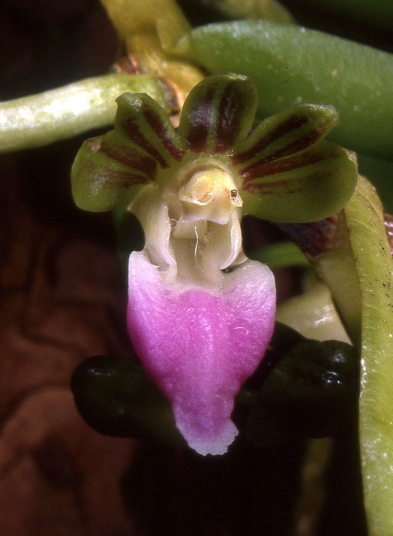 Pelatantheria insectifera "Groß"