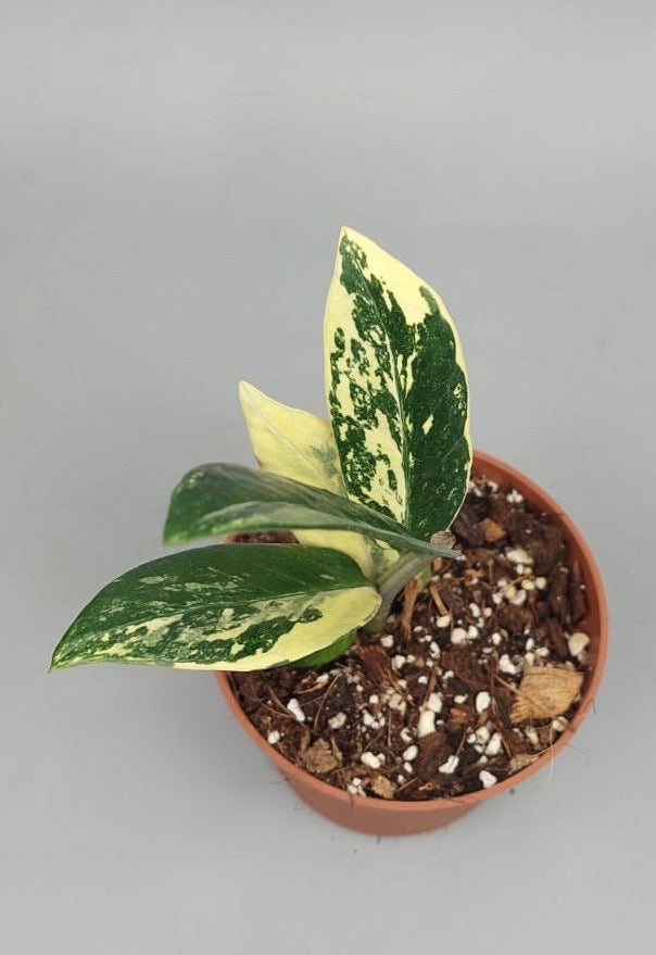 Zamioculcas zamiifolia variegata (4 Leaves Cutting)