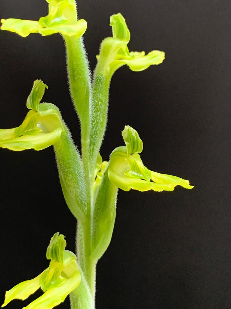 Sarcoglottis sceptrodes