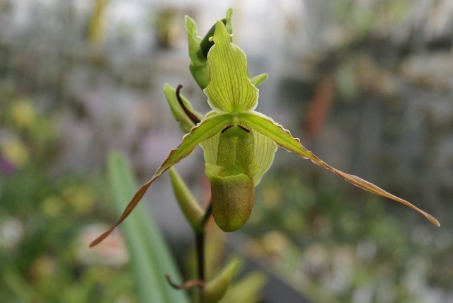Phragmipedium longifolium ''Big''